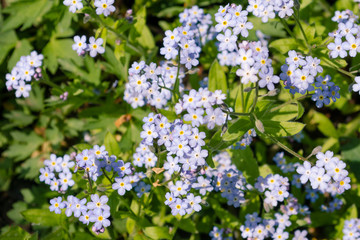 Beautiful small light blue and white meadow flowers. Fresh spring tiny blossoms. Forget me not blooming on green grassy background. Myosotis, alpestris, scoprion grass, scorpioides.