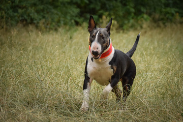 Running bullterier in the nature.. She looks like adult dog but she is only half year old.