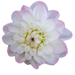 flower isolated. purple-white dahlia on a white background. Flower for design. Closeup. Nature.