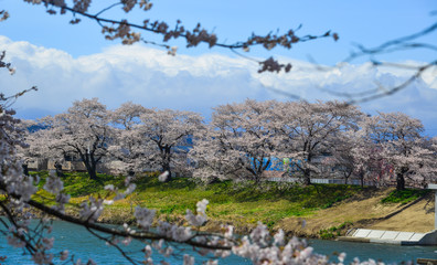 Cherry blossom (hanami) in Yoshino, Japan