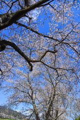 Cherry blossom (hanami) in Yoshino, Japan