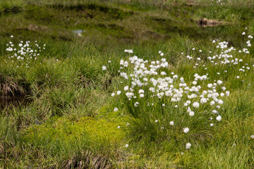 Wollgras (Eriophorum), Moor am Hartkaiser, Alpen, Tirol, Österreich, Europa