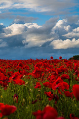 Fototapeta premium Sea of Poppies