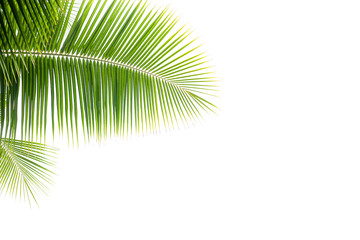 tropical and coconut leaf isolated on white background, summer background