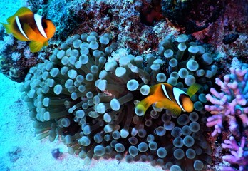 morze czerwone ryba koral nurkowanie morskazieleń