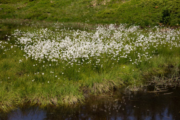 Wollgras (Eriophorum), Moor am Hartkaiser, Alpen, Tirol, Österreich, Europa