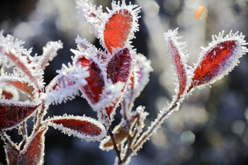 Frost