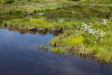 Wollgras (Eriophorum), Moor am Hartkaiser, Alpen, Tirol, Österreich, Europa