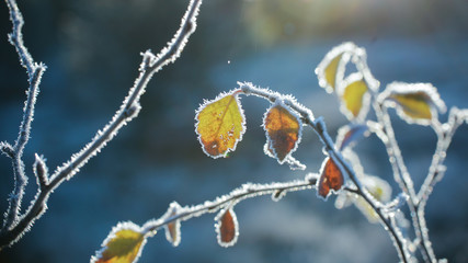 Frost