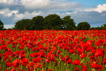 Sea of Poppies