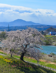 Cherry blossom (hanami) in Shiroishi, Japan