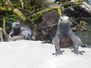 Galapagos Marine Iguanas coming up from the sea to land, Santa Cruz Island (Isla Santa Cruz) is one of the Galápagos Islands, Ecuador