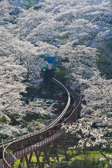 Cherry blossom with slope car track