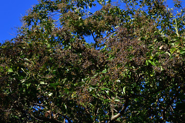 青空を背景にして、秋に多数の黒い実を付けた植物を撮影した写真