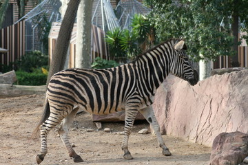 Fototapeta na wymiar zebra walking on a sunny day