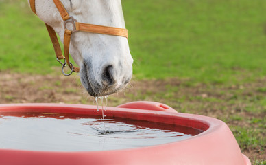 Close up horse drinking water.