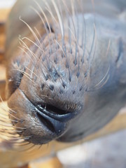 Naklejka na ściany i meble Close up of a sea lion sleeping on a bench, Santa Cruz Island (Isla Santa Cruz) is one of the Galápagos Islands, Ecuador