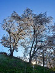 Obraz premium Cherry blossom (hanami) in Shiroishi, Japan