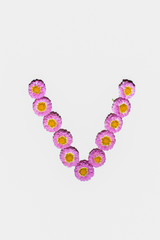 Chrysanthemum Alphabet