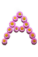 Chrysanthemum Alphabet