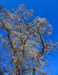 Cherry blossom (hanami) in Shiroishi, Japan