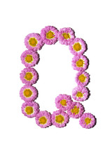 Chrysanthemum Alphabet