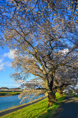 Cherry blossom (hanami) in Shiroishi, Japan