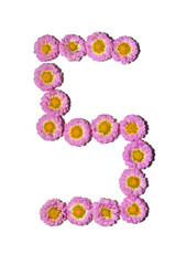 Chrysanthemum Alphabet