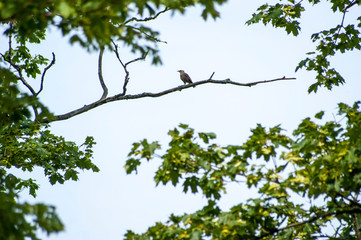 European starling sitting on the branch