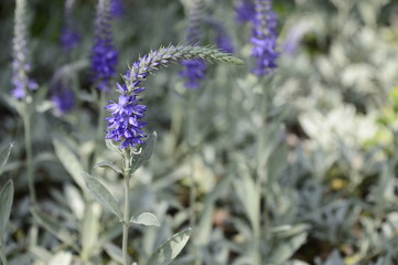 Closeup veronica spicata incana known as spiked speedwell with blurred background in summer garden