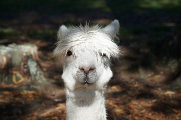 Obraz premium headshot of a funny looking alpaca