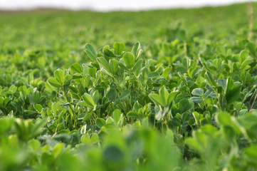 In the spring field young alfalfa grows