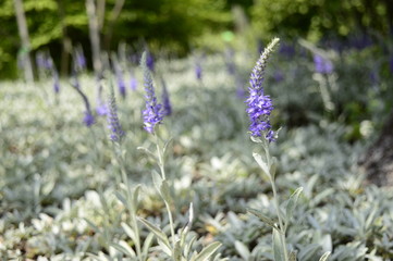Closeup veronica spicata incana known as spiked speedwell with blurred background in summer garden