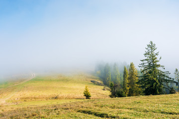 Obraz na płótnie Canvas fir trees on the grassy hillside on foggy morning. wonderful autumn scenery. mysterious nature background