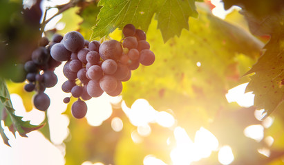 Purple ripe grapes on the vine
