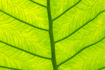 detail of green palm leaf with shadow and vein