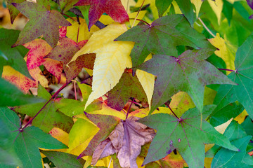 detail of scenic leaves in indian summer colors