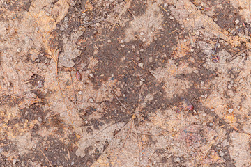 leaves lying at the footpath