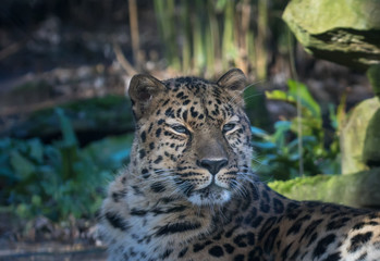 Fototapeta na wymiar portrait of an Amur Panther