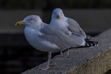 seagulls on a ledge