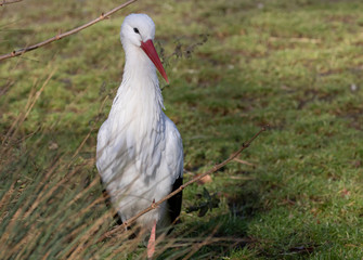stork on green grass closeup