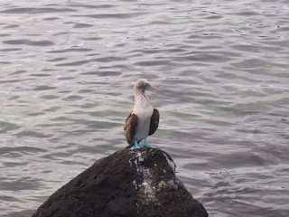 Blue-footed booby (Sula nebouxii) on a rock, San Cristobal Island (Isla de San Cristóbal) is one of the Galápagos Islands, Ecuador