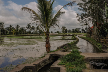 Flooded rice fields in Bali Indonesia
