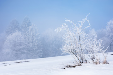 tees in hoarfrost on a snow covered meadow. fantastic winter scenery on a misty morning weather with blue sky. minimalism concept in fairy tale landscape