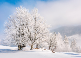 tees in hoarfrost on a snow covered meadow. fantastic winter background on a misty morning weather with blue sky. minimalism concept in fairy tale landscape