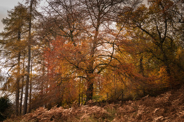 Fototapeta na wymiar Colourful image of autumnal trees through Glen Lyon in Perth and Kinross, Scotland
