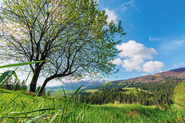 Fototapeta na wymiar tree on the meadow in mountains. wonderful warm sunny day. great springtime scenery. village on the distant hill. ridge with snow capped top. view from the lowest ground level of grass