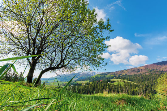 tree on the meadow in mountains. wonderful warm sunny day. great springtime scenery. village on the distant hill. ridge with snow capped top. view from the lowest ground level of grass