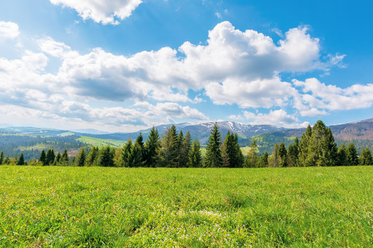 spruce forest on the grassy meadow in mountains. great transcarpathian springtime nature landscape on a sunny day. borzhava ridge with snow capped top in the distance. blue sky with fleecy clouds.