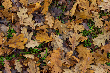 dry oak leaves on forest floor in European forest in november
